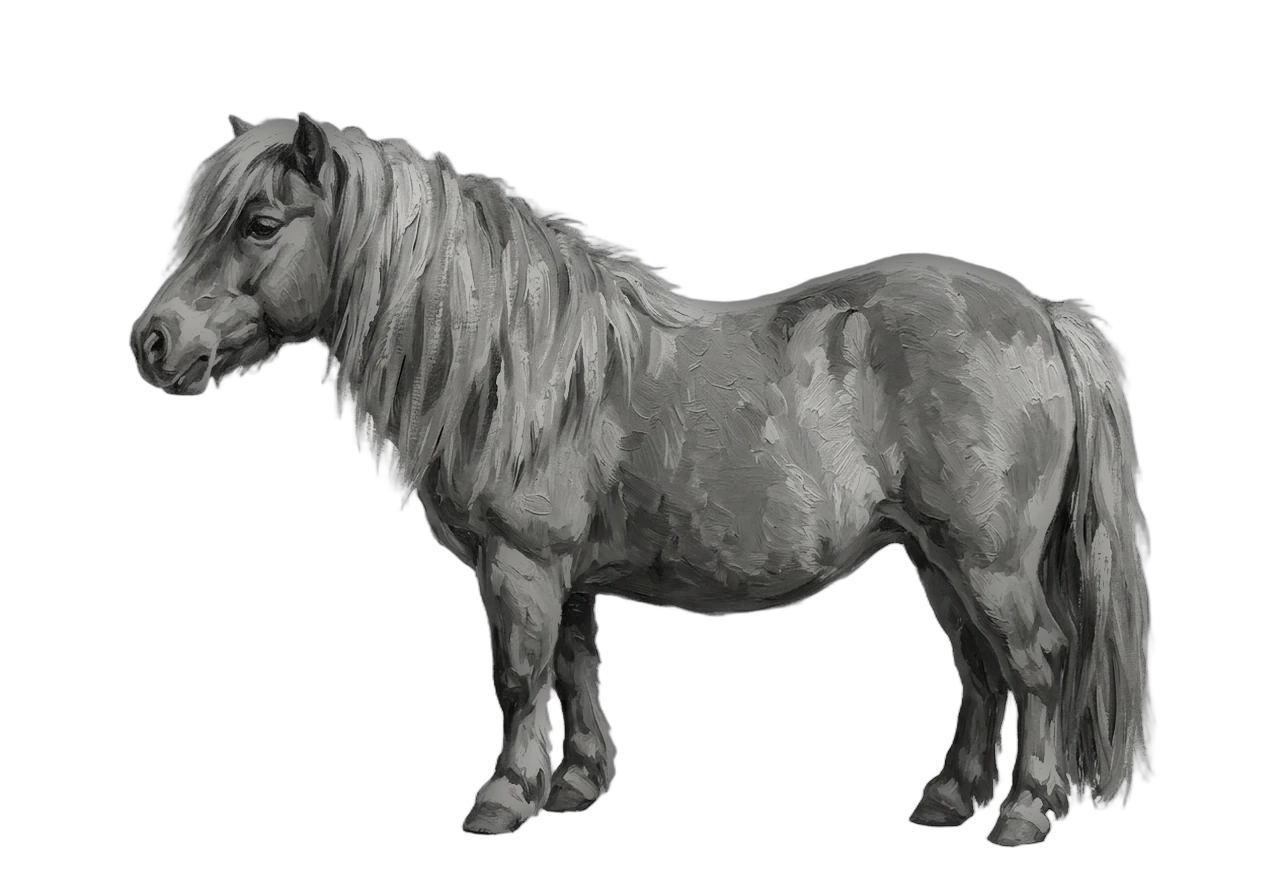 Side view of a Shetland Pony mare, Black from E/e a/a n/n g/g. Snip, front socks, hind coronets. Dark brown eyes.